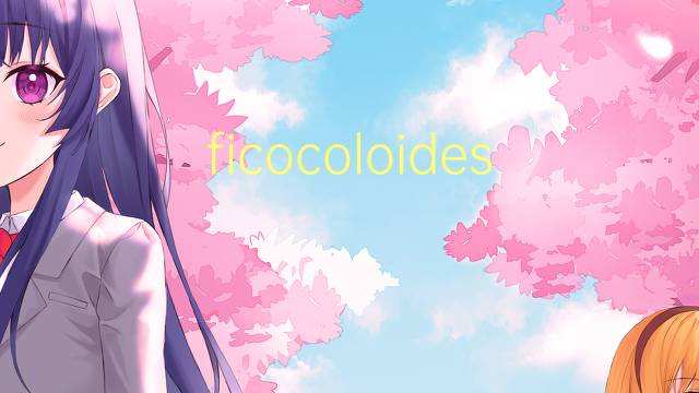 ficocoloides是什么意思 ficocoloides的读音、翻译、用法