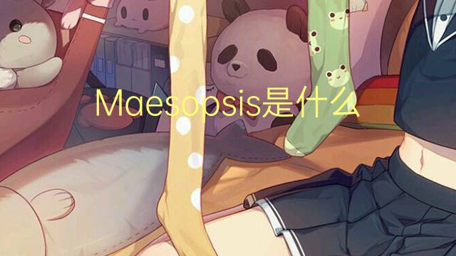 Maesopsis是什么意思 Maesopsis的读音、翻译、用法