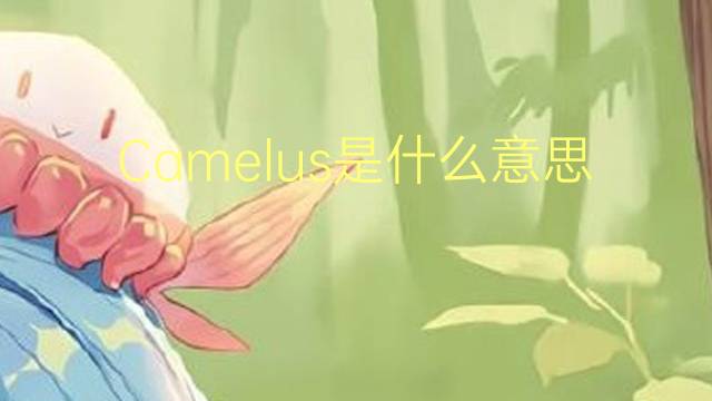 Camelus是什么意思 Camelus的读音、翻译、用法