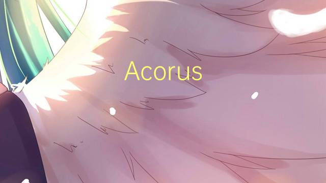 Acorus calamus是什么意思 Acorus calamus的读音、翻译、用法