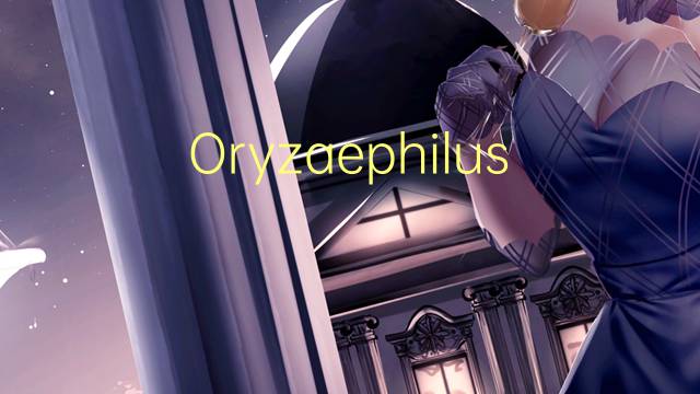 Oryzaephilus是什么意思 Oryzaephilus的读音、翻译、用法