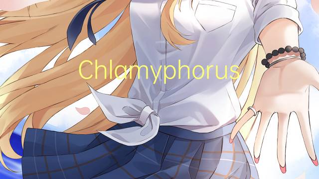 Chlamyphorus是什么意思 Chlamyphorus的读音、翻译、用法