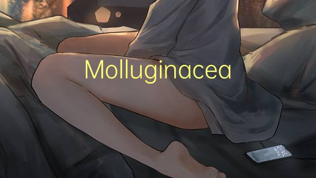 Molluginaceae是什么意思 Molluginaceae的读音、翻译、用法