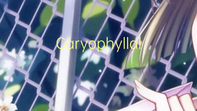 Caryophyllales是什么意思 Caryophyllales的读音、翻译、用法