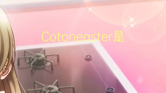 Cotoneaster是什么意思 Cotoneaster的读音、翻译、用法