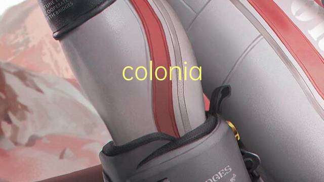 colonia judia是什么意思 colonia judia的读音、翻译、用法