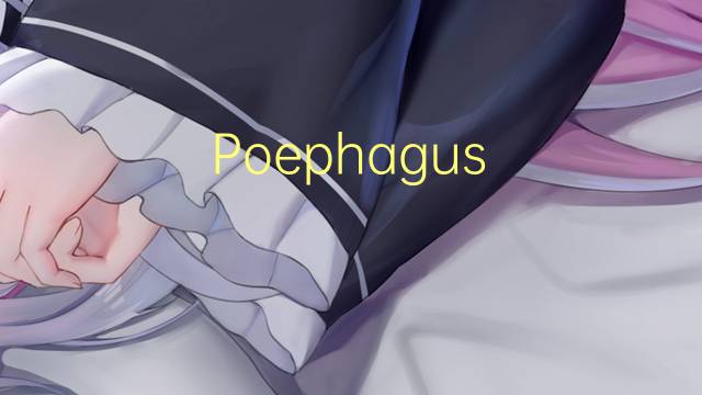 Poephagus grunniens是什么意思 Poephagus grunniens的读音、翻译、用法