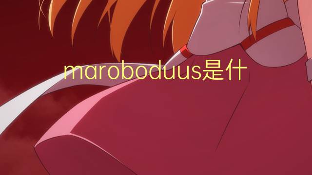 maroboduus是什么意思 maroboduus的中文翻译、读音、例句